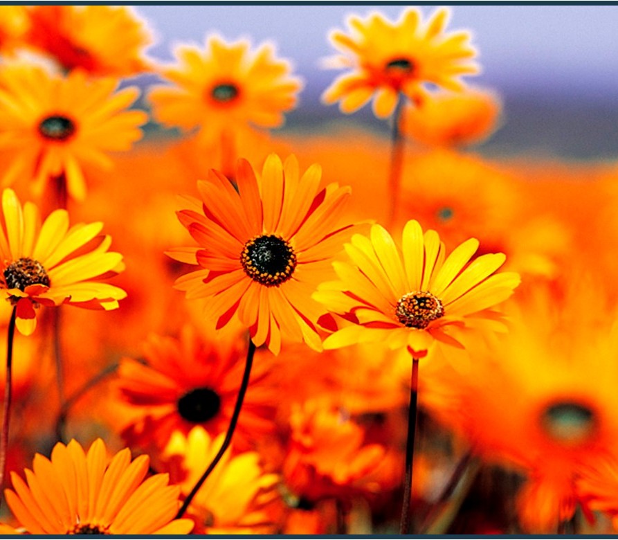 Featured image for “Free will, pre-destination or a little of both?”